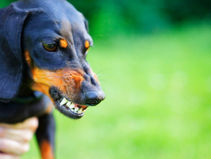 Your Dog Is Not ALWAYS a Reflection of You