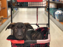 Letting Things Go as a Service Dog Handler