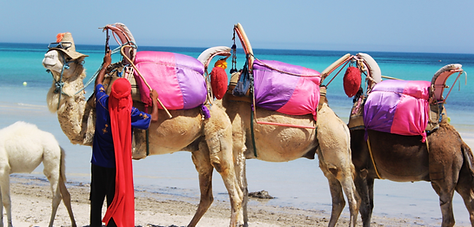 Brief design - Tusqo.png