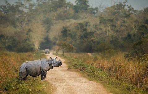 Indian one horned rhino Kaziranga-.jpg