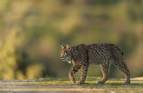 SpainLynx_©_Martin_Steenhaut_WEB.jpg