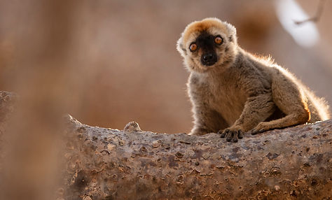 Madagascar Wildlife Photography Safari Trai Anfield brown lemur