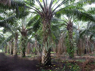 palm-oil A
