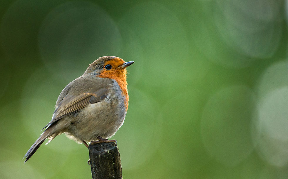 Trai Anfield Photography Safaris | Re-Wilding | Conservation | Robin