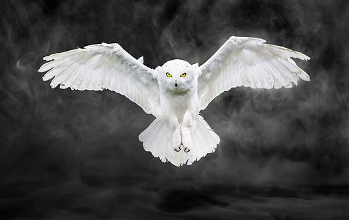 Trai Anfield Photographic Safaris snowy owl landing fog-3_WEB.jpg