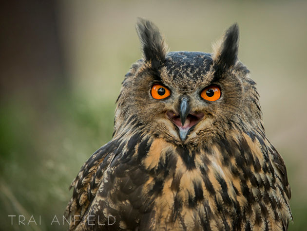 Family Wildlife Easter: 1 adult + 1 child