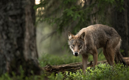 Finland25 WOLF IN FOREST-8237_Web-2.jpg