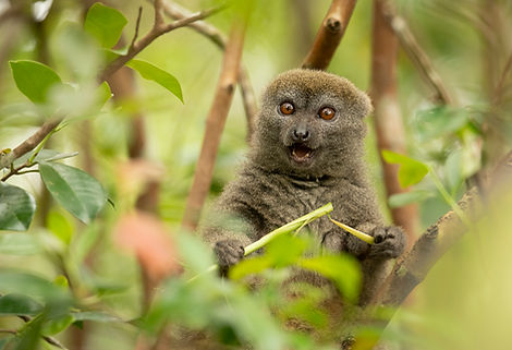 Madagascar Wildlife Photography Safari Trai Anfield bamboo lemur