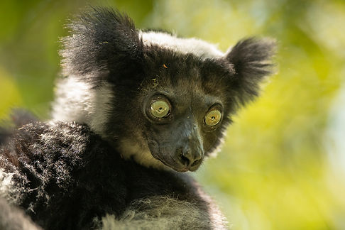 indri? Madagascar-0172.jpg