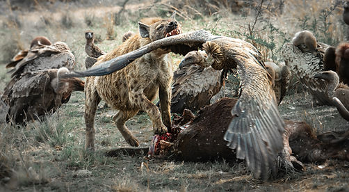 Hyena vulture kill fight 3-6262.JPG
