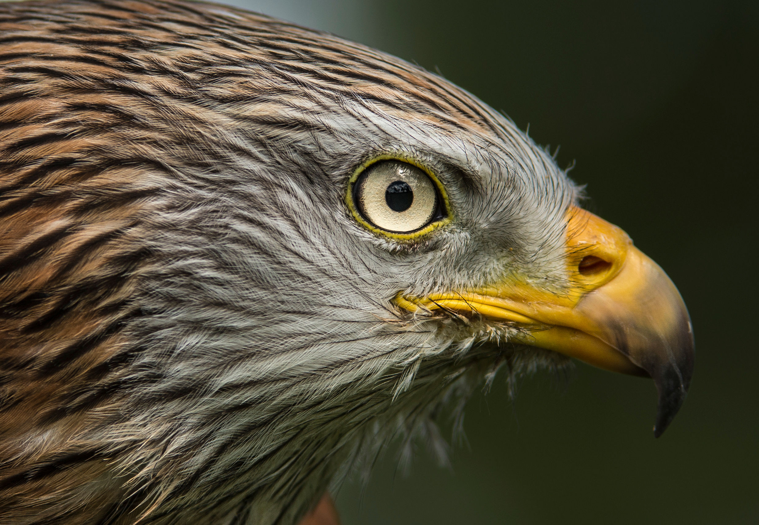 Southwest Scotland Safari Spring 2017