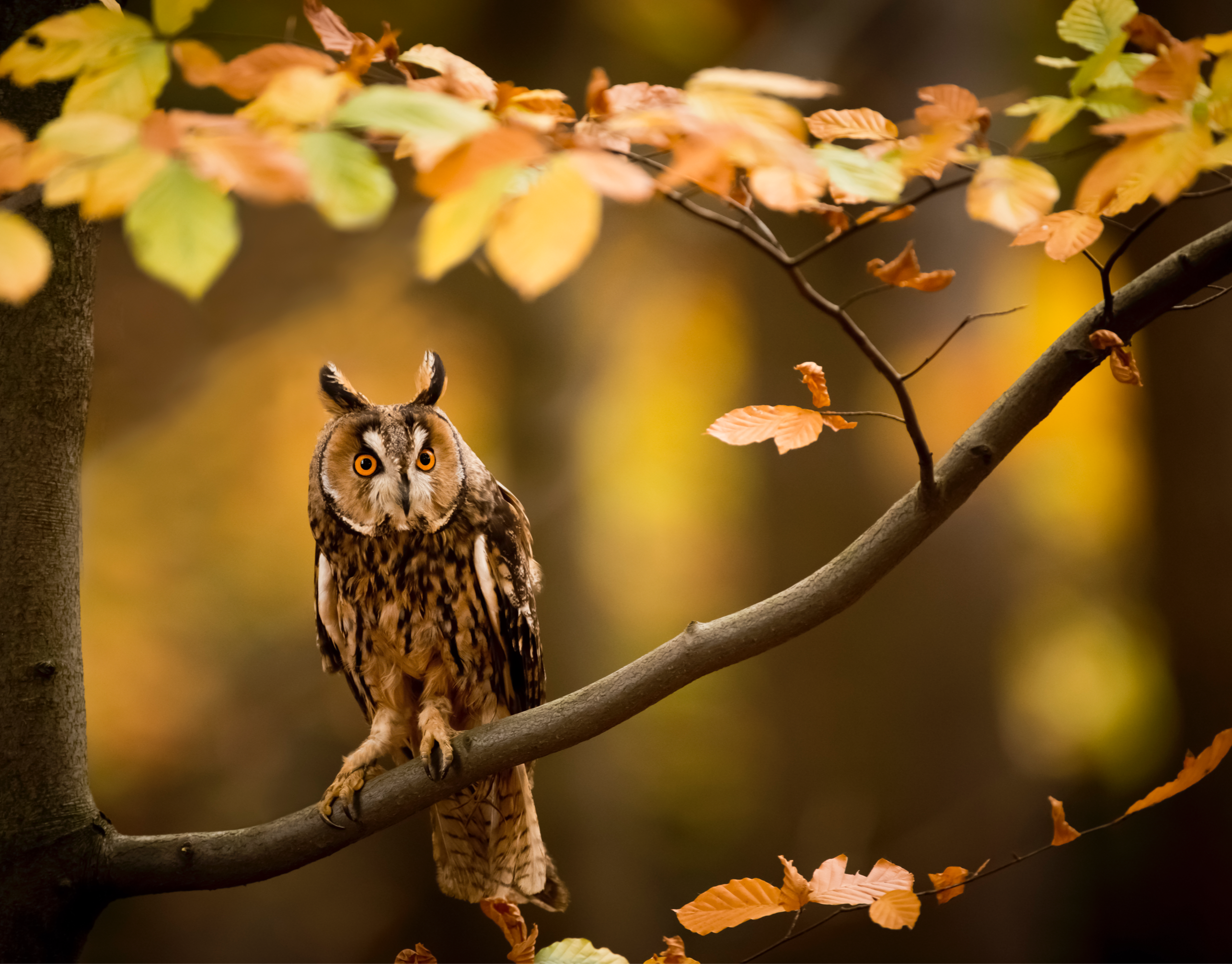 Raptors: Fast Action + Creative Portraits 18 May 2024