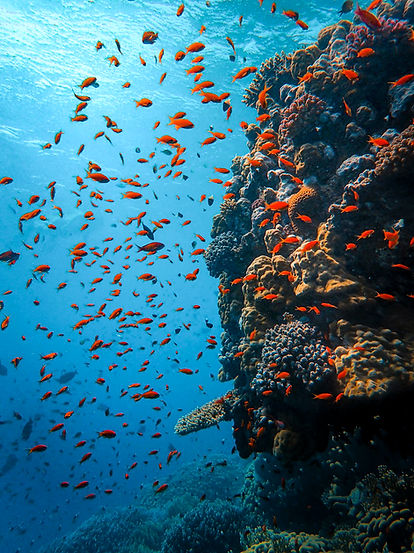Jordan Photography Tour | Trai Anfield Photography Safaris | Red Sea | Diving