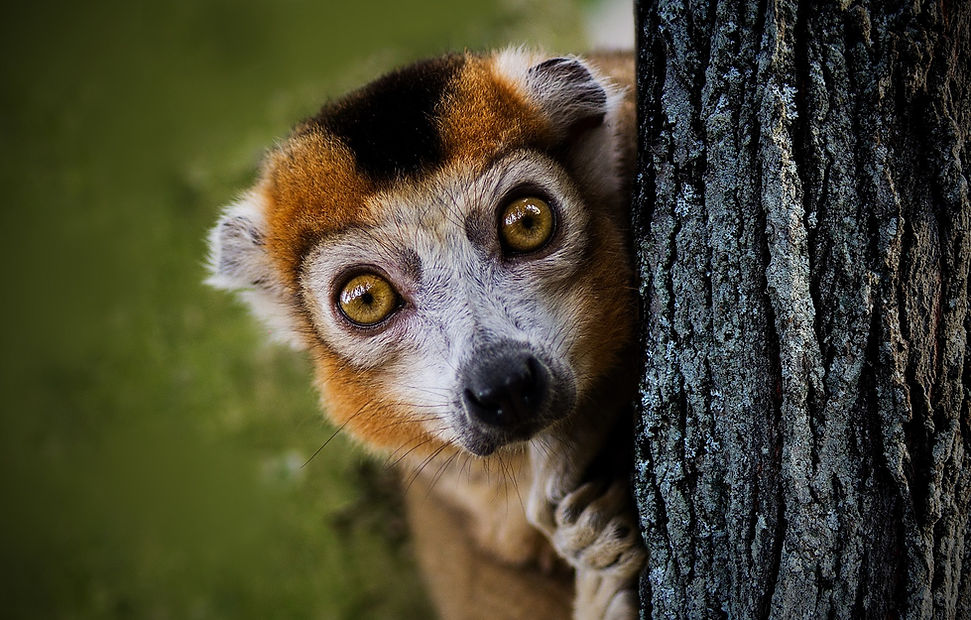 Madagascar Wildlife Photography Safari emur