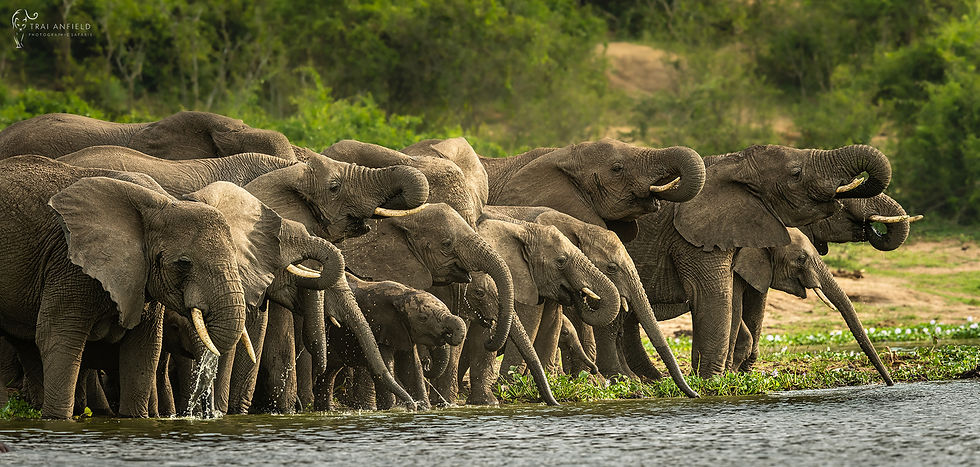 elephants drinking_WEB_WM-DSC_5663-Pano-2.jpg
