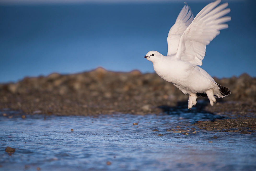 Svalbard ptarmigan flight_WEB.jpg