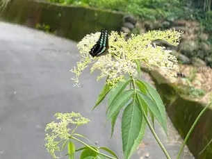青鳳蝶停在冇骨消的花朵上,吸取花蜜。