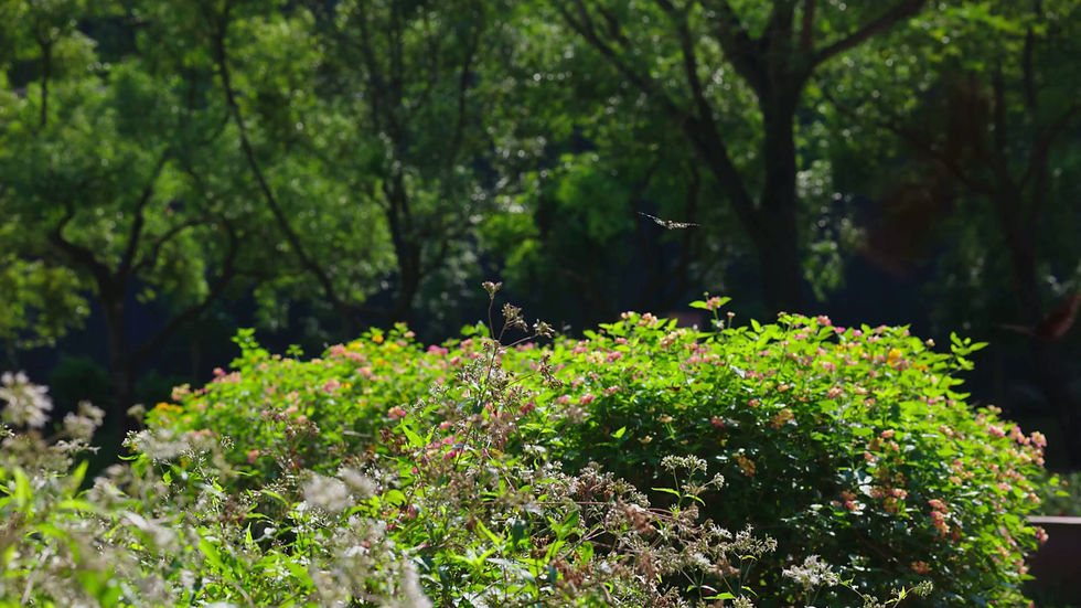 Numerous butterflies gracefully flying among blooming flowers, highlighting biodiversity and the beauty of nature.