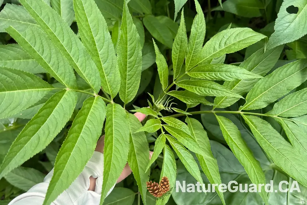 冇骨消羽狀複葉與新生花序特寫,葉片狹長且具有鋸齒狀葉緣。