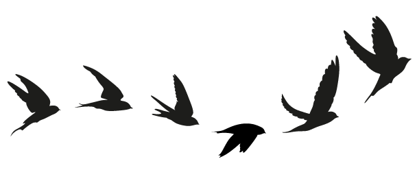 OISEAUX.gif