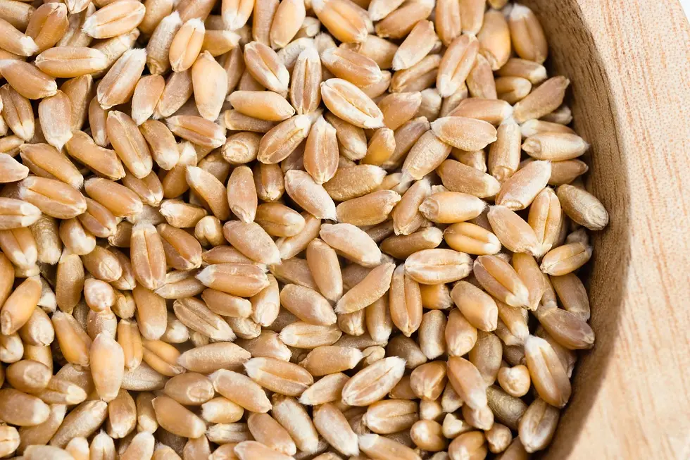 wheat.webp