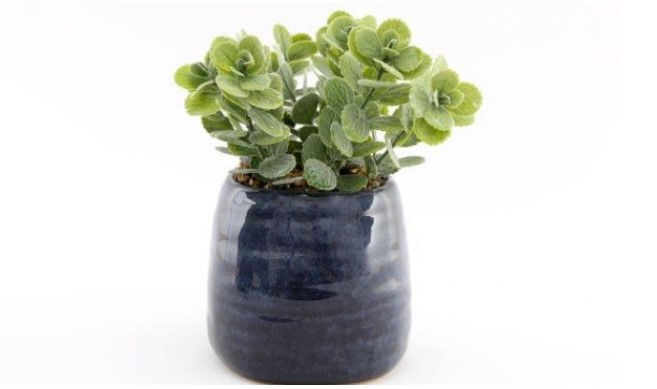 Thumbnail: Synergy Faux Succulent in Navy Blue Ceramic Pot