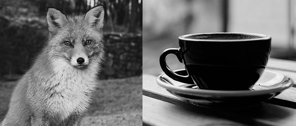 fox-coffee.jpg