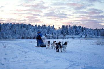 Dogsledding luleå, brändön lodge. Dogsledding tour, drive your own dog sled