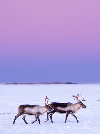 Wild reindeers on the frozen sea at Brändön Lodge
