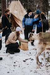 Feeding reindeer Brändön Lodge, Luleå Swedish Lapland