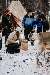 Feeding reindeers Brändön Lodge, Luleå Swedish Lapland
