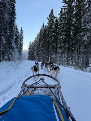 Dogsledding luleå, brändön lodge. Dogsledding tour, drive your own dog sled