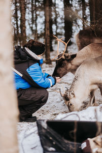 Feeding reindeers Brändön Lodge, Luleå Swedish Lapland