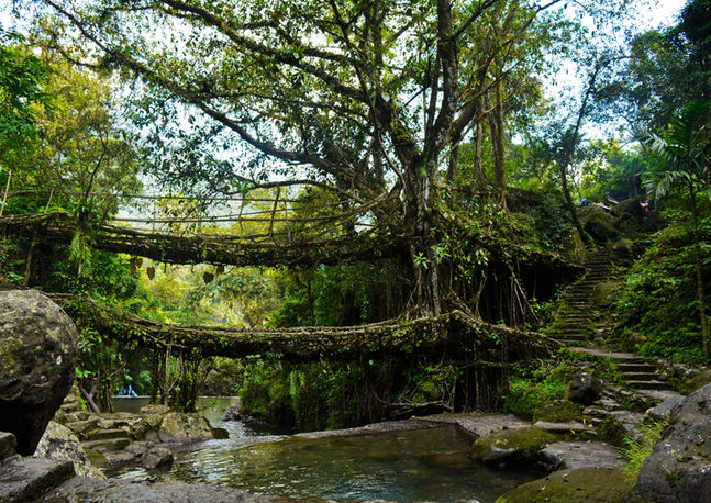 DAY 3d- Double-decker Living-root bridge at Nongriat vilage.jpg