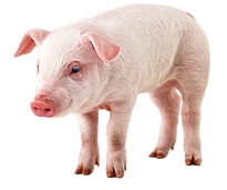 kisspng-domestic-pig-clip-art-pig-chines