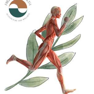 Tendons, ligaments, muscle and fascia become undernourished in peri-menopause