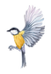 Watercolor illustration of a small bird in flight with yellow chest and grey wings, representing nature and learning at Treeh