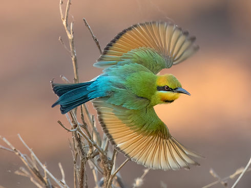 BethWalker_Animalsinthewild_Bee Eater.JPG