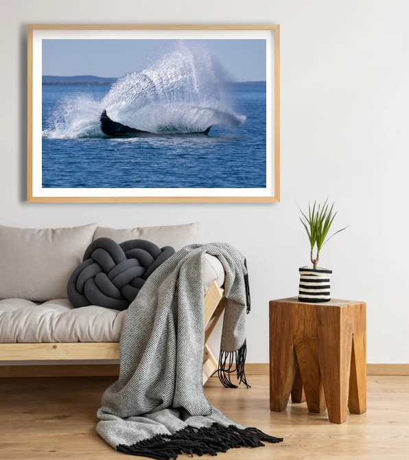 Whale breaks water creating large splash, Whale Tale, in ocean, framed photo.
