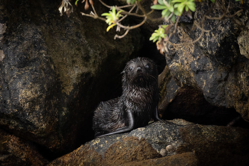 Baby seal in a cave, looking at the camera in natural habitat