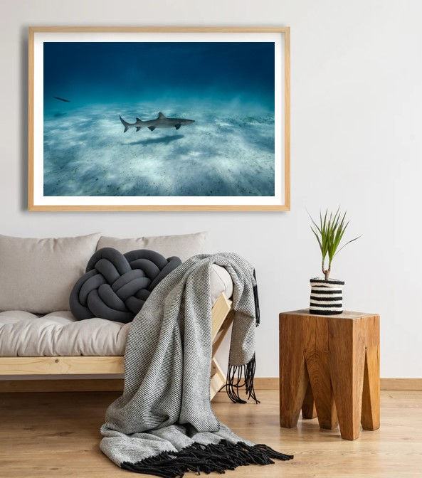 Thumbnail: Shark swimming in the ocean, framed by a white wall. Smittys Smicko Phot