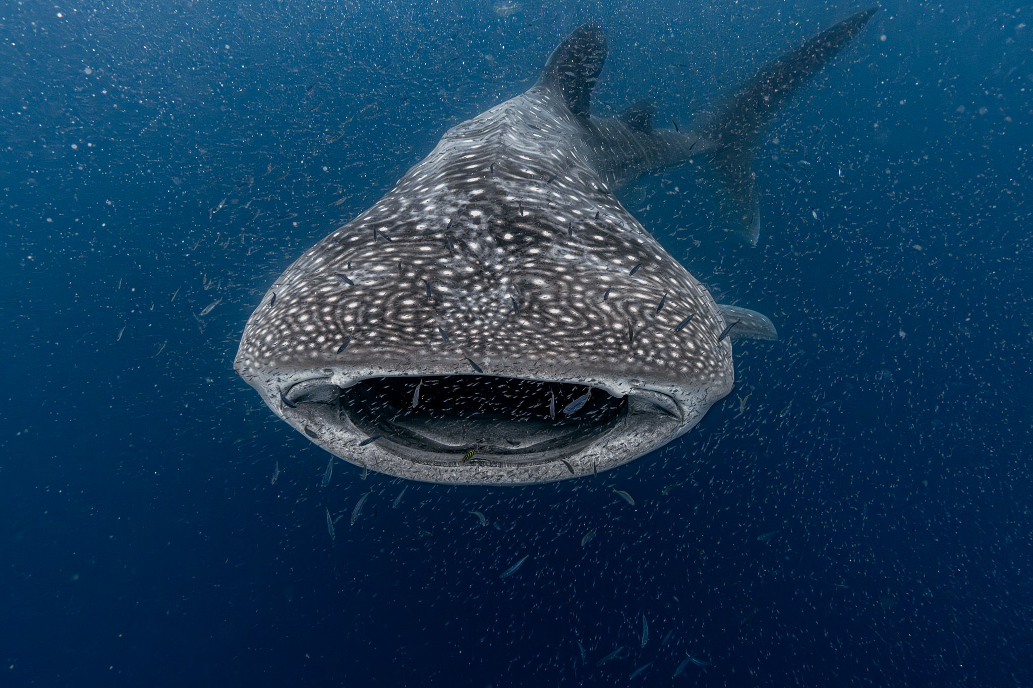 Whale shark with its mouth open in the deep blue ocean