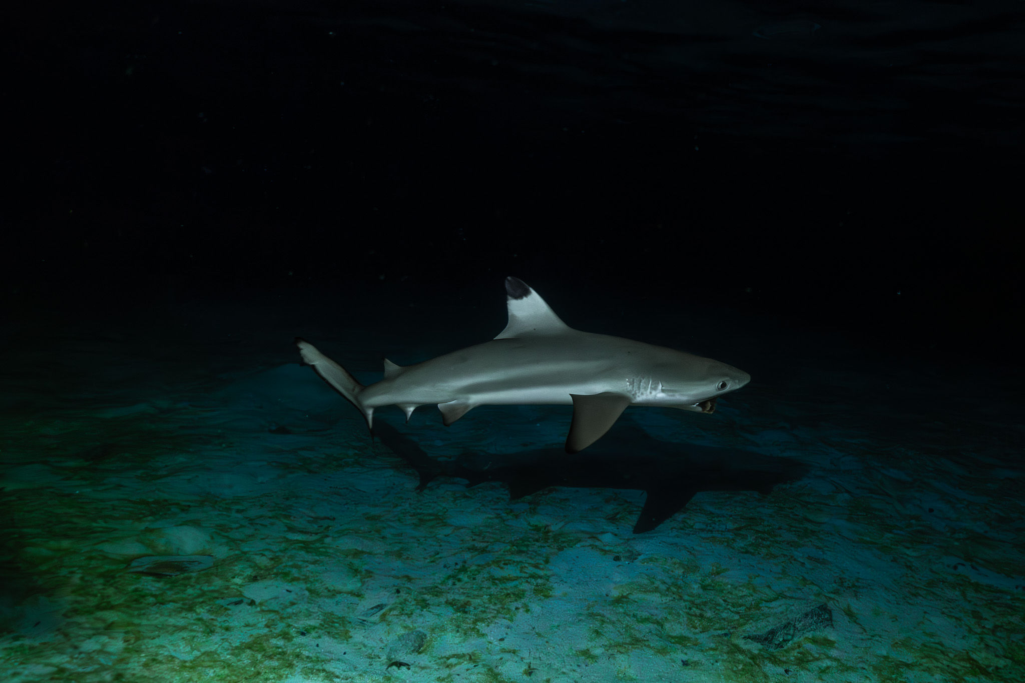 Blacktip reef shark swims in dark, clear waters, looking for food. Smittys Smicko Phot