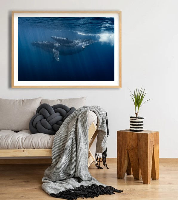 Thumbnail: Whale swimming underwater, with light, whale tale, above a couch. Smittys Smicko Phot