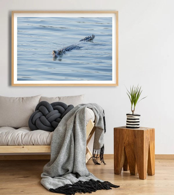 Grey seal swimming in ocean with a seagull on the water surface. Smittys Smicko Phot