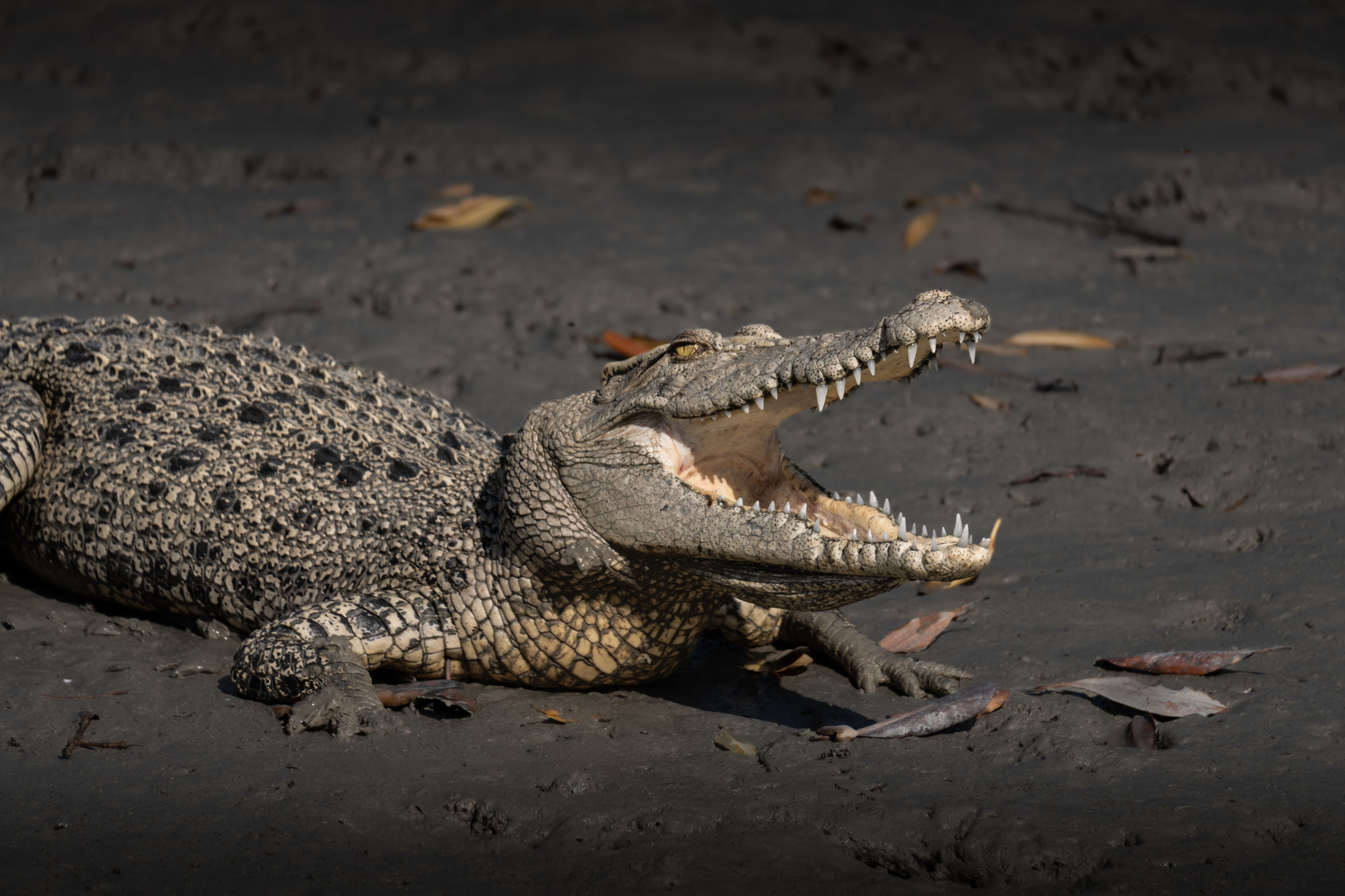 Large crocodile opening its jaws on dark sand background with fish.