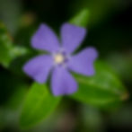 Purple flower