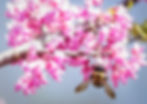 Bee on beautiful pink flower