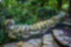 Historic steps at tregaron