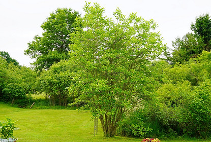 Magnolia virginiana (Sweet Bay Magnolia)